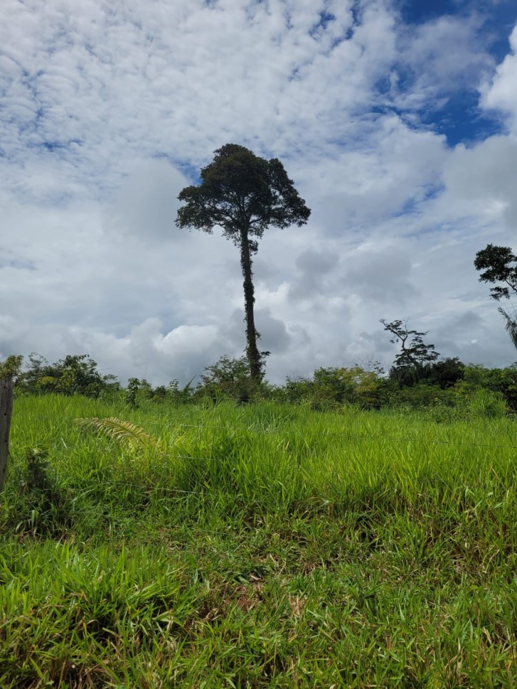 Fazenda com 250 alqueires á 15 km de Cujubim