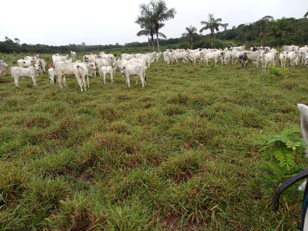 Vende-se Fazenda na estrada capim em pimenta bueno