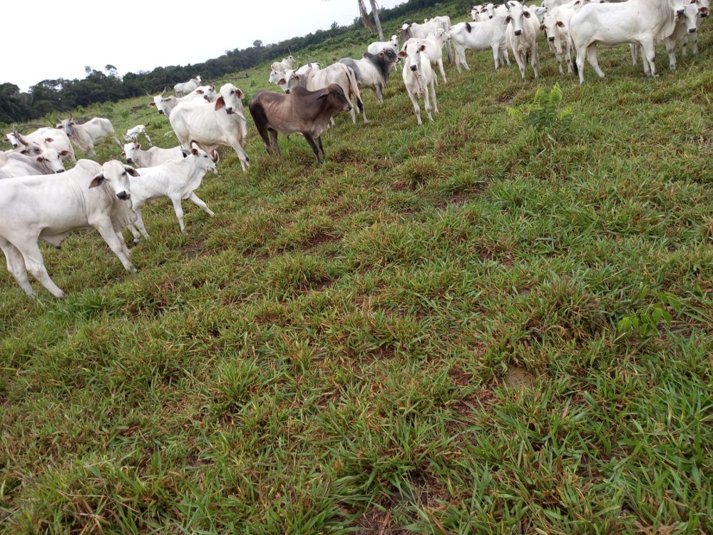 Vende-se Fazenda na estrada capim em pimenta bueno