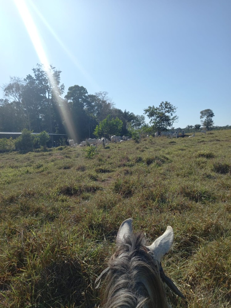 Vende-se Fazenda na estrada capim em pimenta bueno