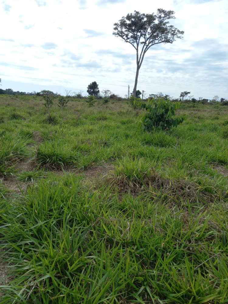 Vende-se fazenda com 117 hectares de pasto em Pimenta Bueno Vende-se fazenda com 117 hectares de pasto em Pimenta Bueno