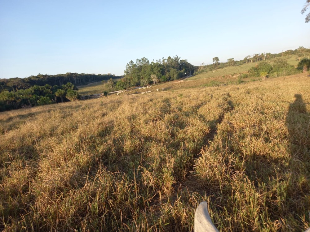 Vende-se fazenda com 117 hectares de pasto em Pimenta Bueno Vende-se fazenda com 117 hectares de pasto em Pimenta Bueno