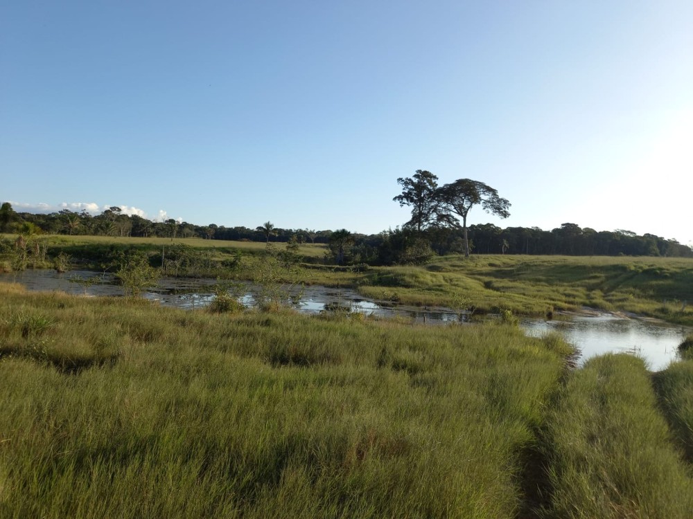 Vende-se fazenda com 117 hectares de pasto em Pimenta Bueno Vende-se fazenda com 117 hectares de pasto em Pimenta Bueno