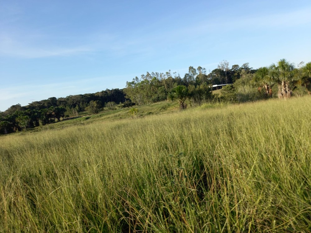 Vende-se fazenda com 117 hectares de pasto em Pimenta Bueno Vende-se fazenda com 117 hectares de pasto em Pimenta Bueno
