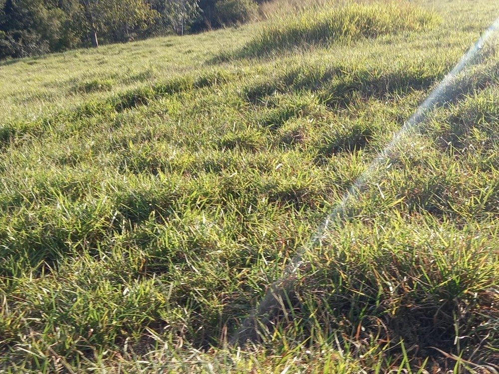 Vende-se fazenda com 117 hectares de pasto em Pimenta Bueno Vende-se fazenda com 117 hectares de pasto em Pimenta Bueno