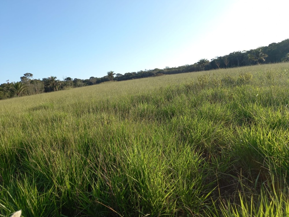 Vende-se fazenda com 117 hectares de pasto em Pimenta Bueno Vende-se fazenda com 117 hectares de pasto em Pimenta Bueno