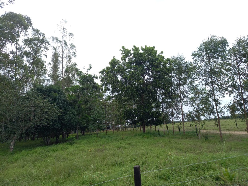 Vende-se fazenda com 117 hectares de pasto em Pimenta Bueno Vende-se fazenda com 117 hectares de pasto em Pimenta Bueno