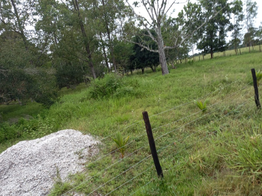Vende-se fazenda com 117 hectares de pasto em Pimenta Bueno Vende-se fazenda com 117 hectares de pasto em Pimenta Bueno