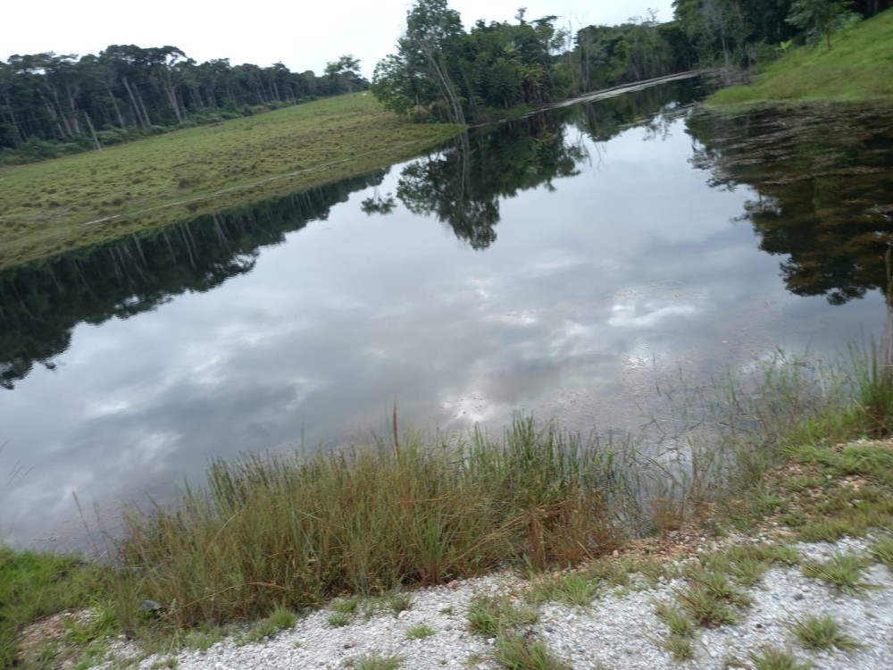 Vende-se fazenda com 117 hectares de pasto em Pimenta Bueno Vende-se fazenda com 117 hectares de pasto em Pimenta Bueno