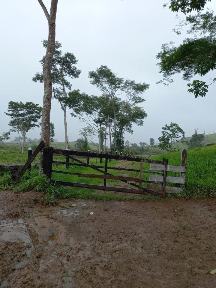 Vende-se fazenda em ótima localidade na cidade de Jaru com 41.6 alqueires