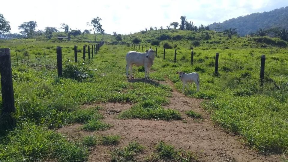 Vende-se fazenda em ótima localidade na cidade de Jaru com 41.6 alqueires