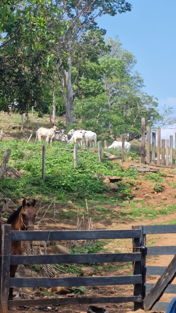 Vende-se sitio de 8,5 alqueires a 900 metros do centro de Governador Jorge Texeira