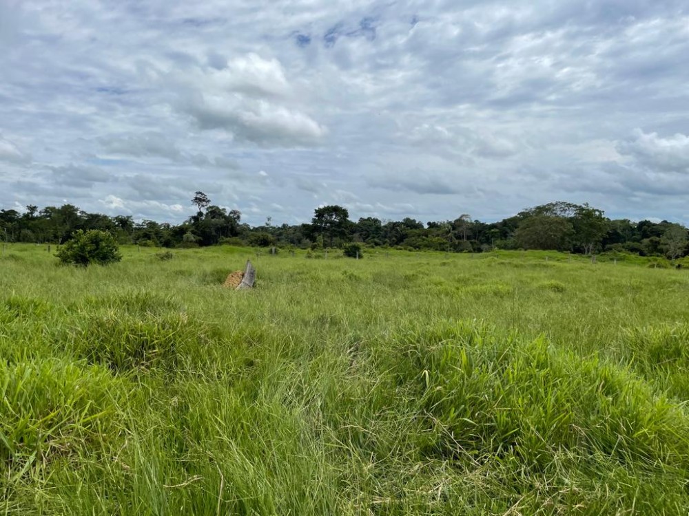 TERRA A VENDA   33KM DE THEOBROMA