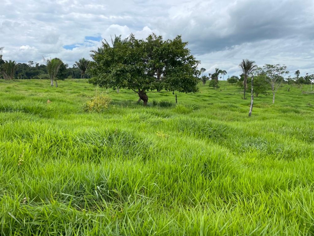 TERRA A VENDA   33KM DE THEOBROMA