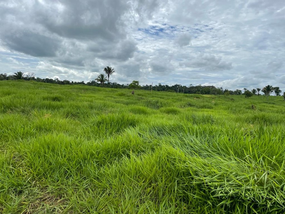 TERRA A VENDA   33KM DE THEOBROMA