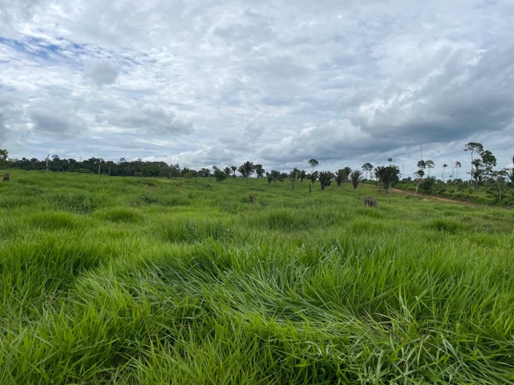 TERRA A VENDA   33KM DE THEOBROMA