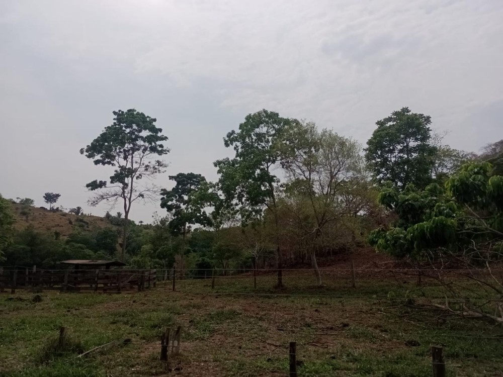 Terra a venda entre Jaru e Ariquemes