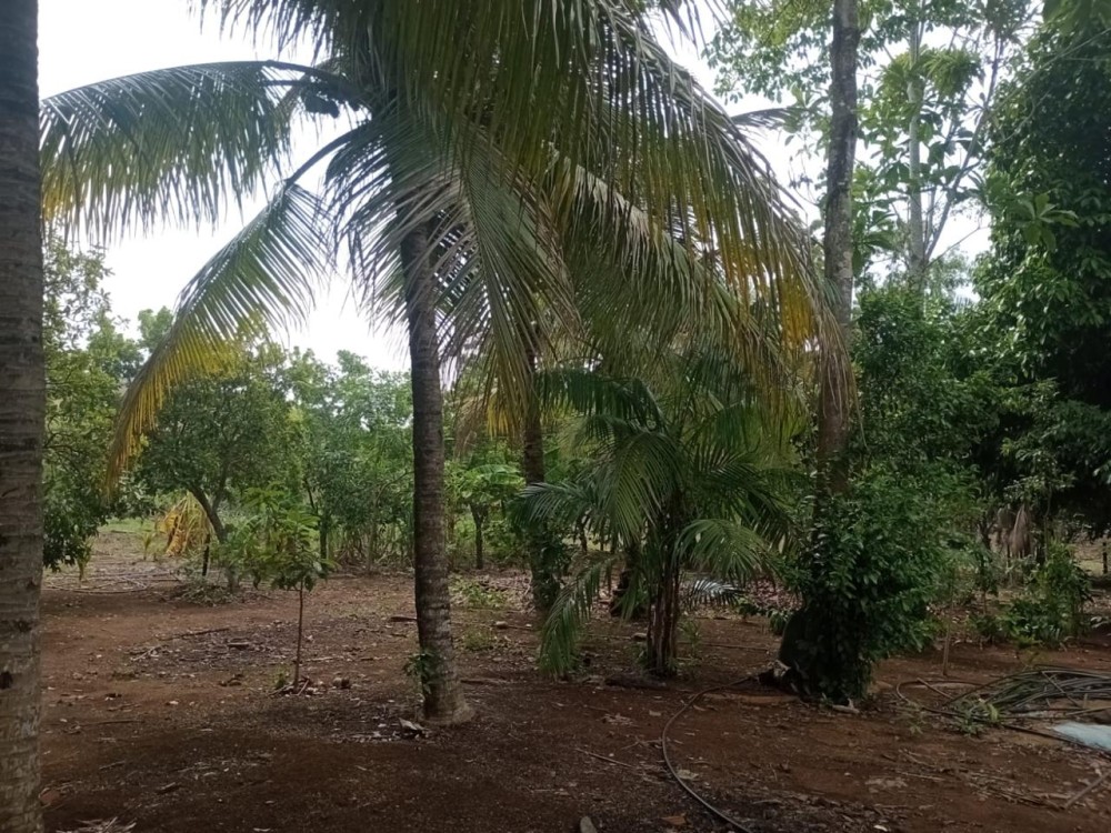 Terra a venda entre Jaru e Ariquemes