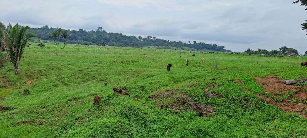 Vende-se terra  56 alqueires 25 km de Jaru