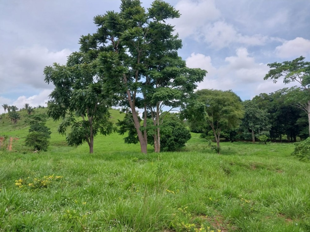 Excelente Oportunidade: Terra Escriturada com 23 Alqueires na 617