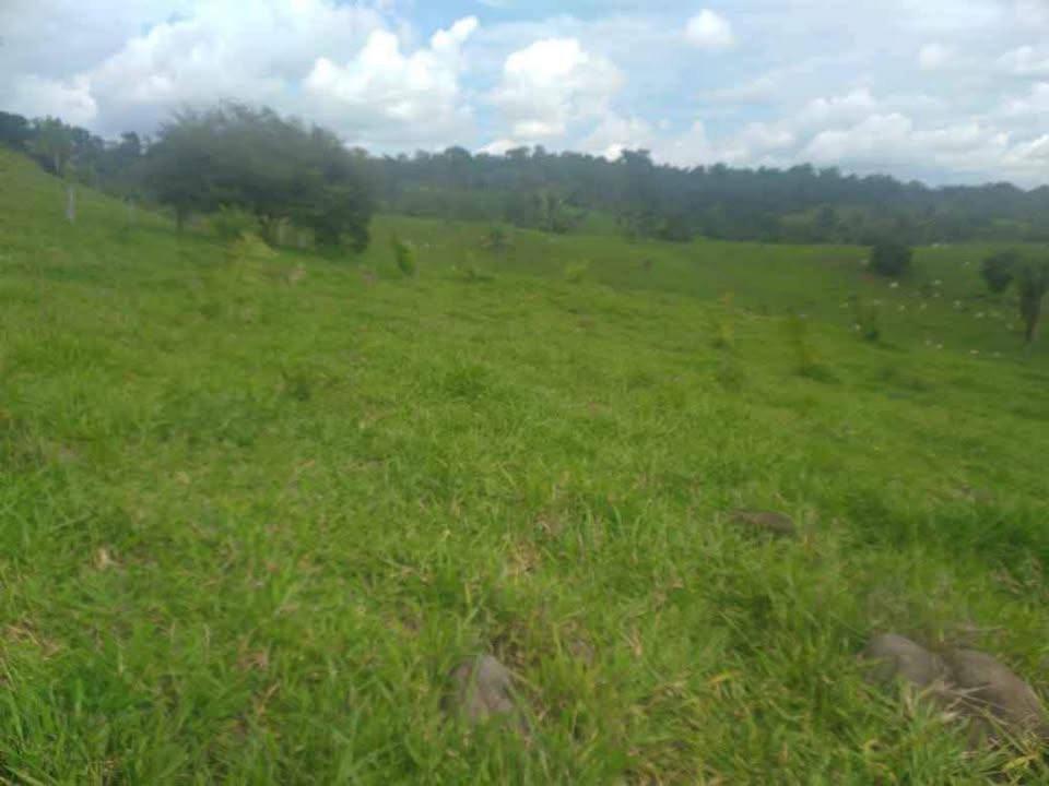 Vende-se terra 15 alqueires na linha 628 em Jaru