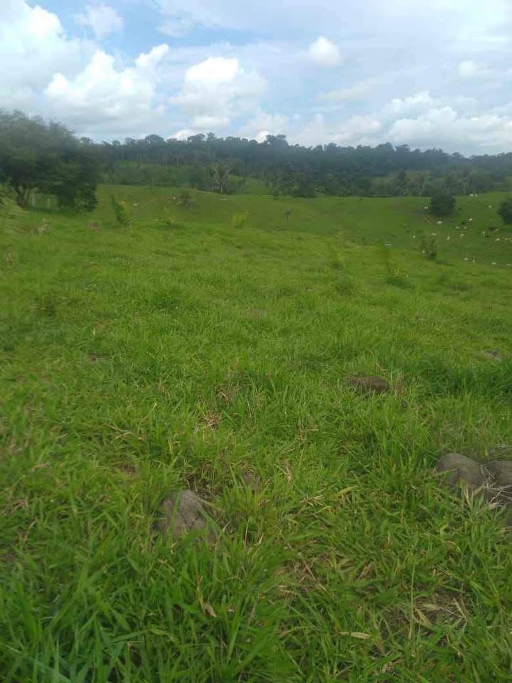 Vende-se terra 15 alqueires na linha 628 em Jaru