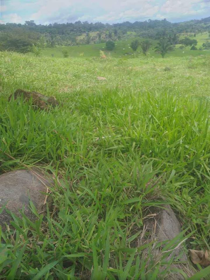 Vende-se terra 15 alqueires na linha 628 em Jaru