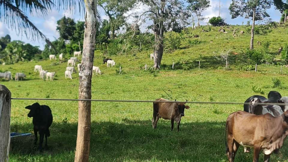 Vende-se terra 15 alqueires na linha 628 em Jaru