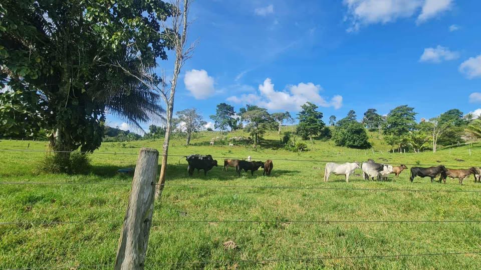 Vende-se terra 15 alqueires na linha 628 em Jaru