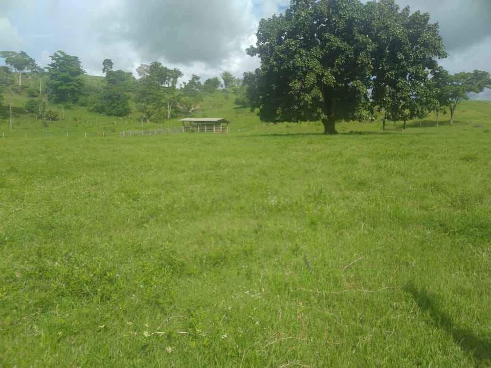 Vende-se terra 15 alqueires na linha 628 em Jaru