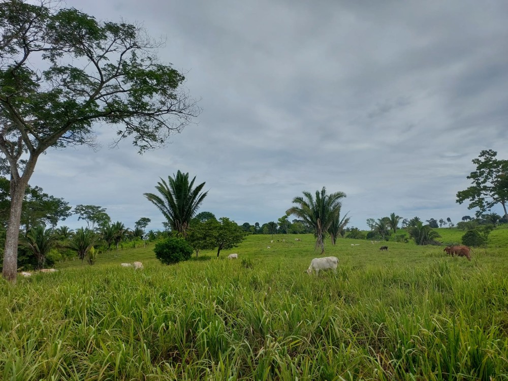 Vende-se terra 11 alqueires com casa e curral a 17 km de theobroma