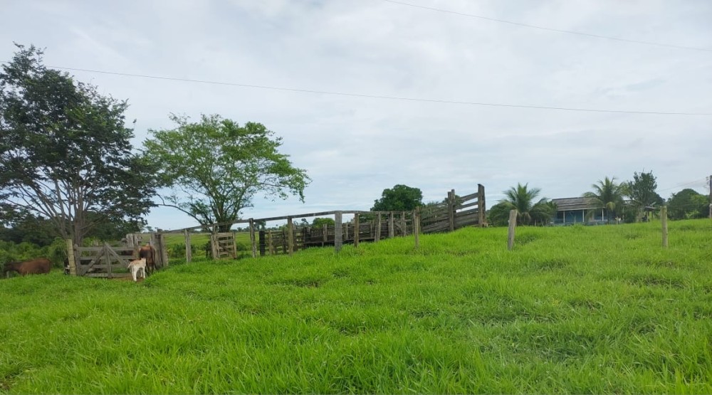 Vende-se terra 11 alqueires com casa e curral a 17 km de theobroma