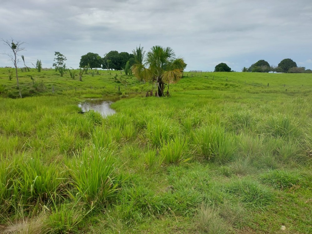 Vende-se terra 11 alqueires com casa e curral a 17 km de theobroma