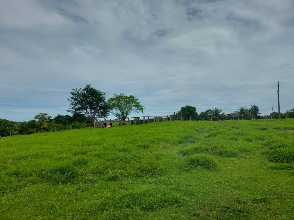 Vende-se terra 11 alqueires com casa e curral a 17 km de theobroma