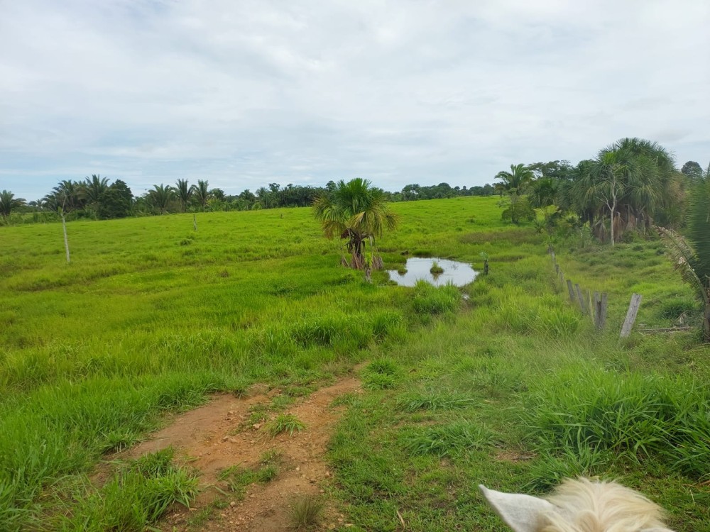 Vende-se terra 11 alqueires com casa e curral a 17 km de theobroma