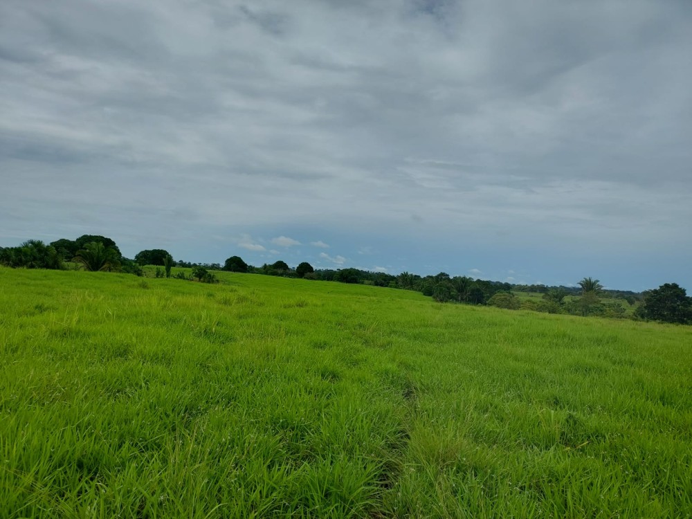 Vende-se terra 11 alqueires com casa e curral a 17 km de theobroma