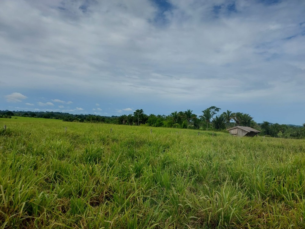 Vende-se terra 11 alqueires com casa e curral a 17 km de theobroma
