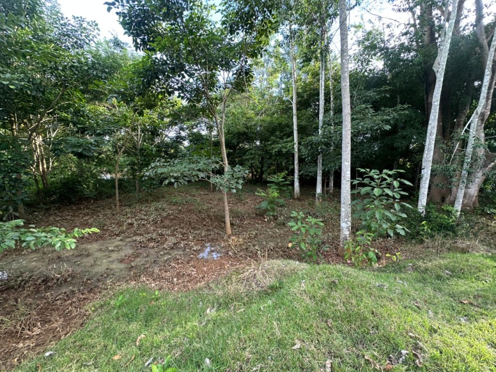 Oportunidade única: Meio Alqueire dentro de Jaru, próximo ao Luzia Abranches