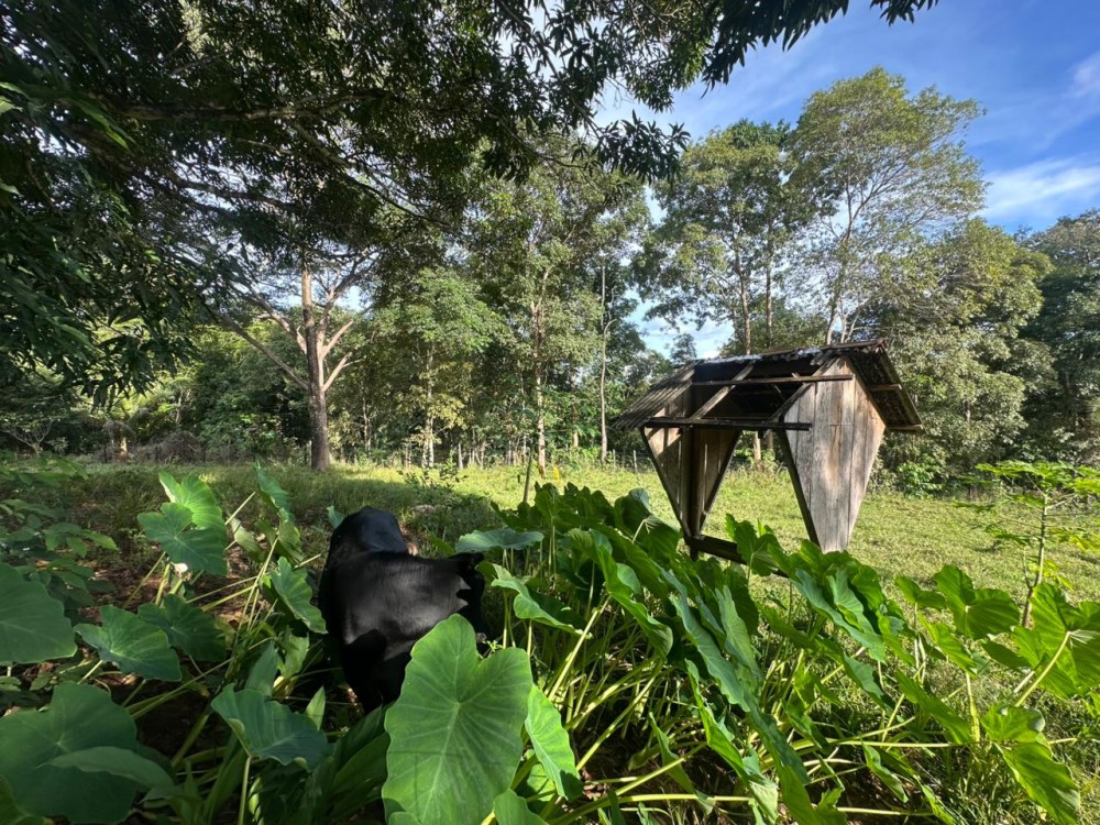 Oportunidade única: Meio Alqueire dentro de Jaru, próximo ao Luzia Abranches