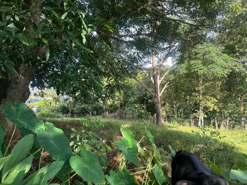 Oportunidade única: Meio Alqueire dentro de Jaru, próximo ao Luzia Abranches