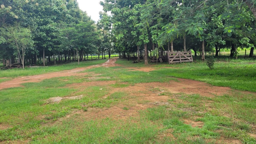 VENDE-SE FAZENDA FORMADA – 165 ALQUEIRES