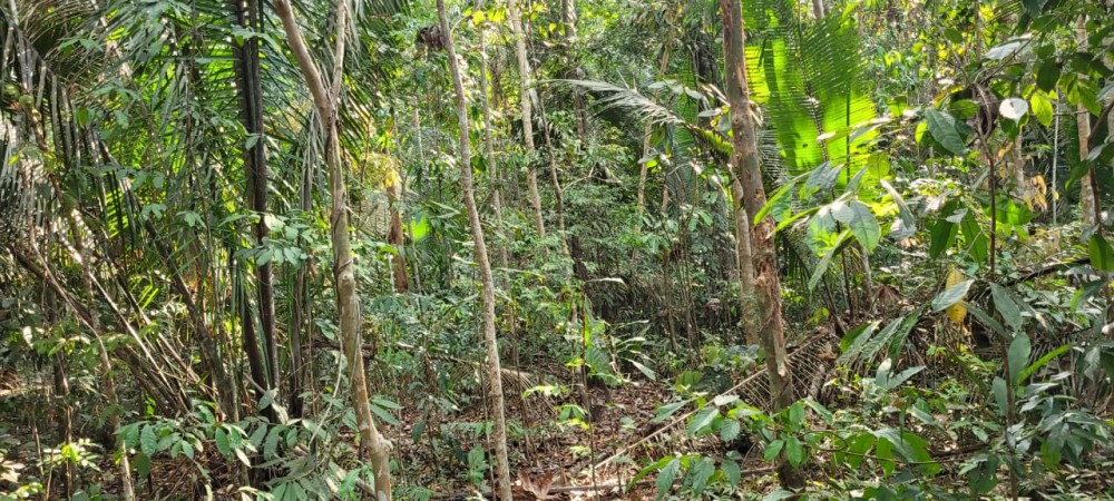 VENDE-SE FAZENDA FORMADA – 165 ALQUEIRES