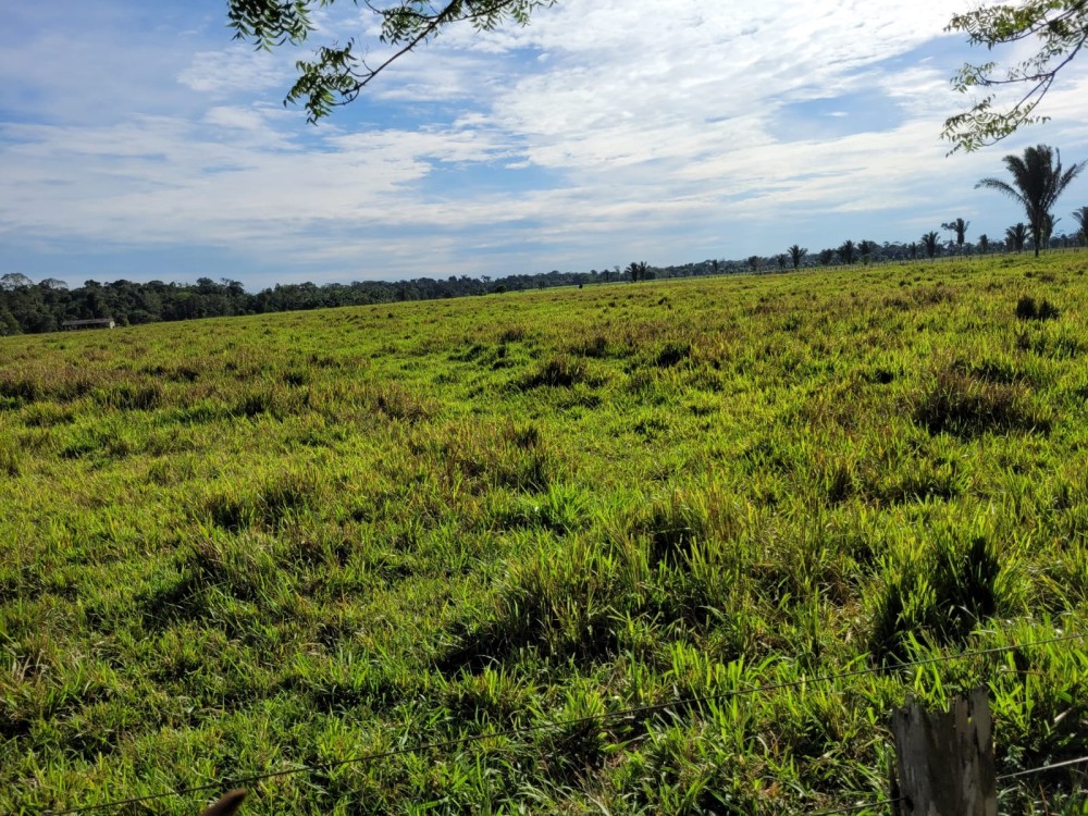 VENDE-SE FAZENDA FORMADA – 165 ALQUEIRES