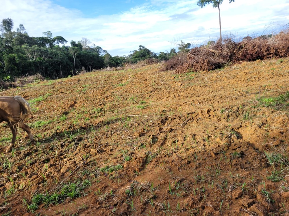 VENDE-SE FAZENDA FORMADA – 165 ALQUEIRES