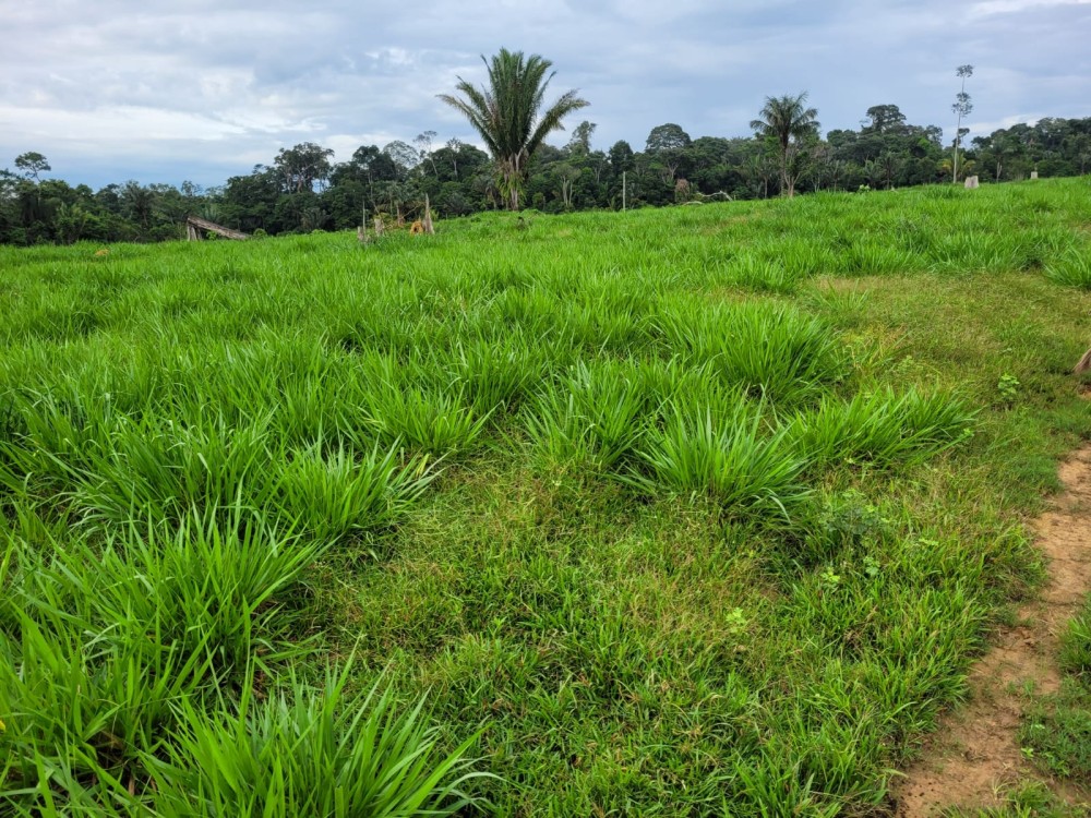 VENDE-SE FAZENDA FORMADA – 165 ALQUEIRES