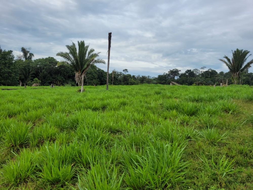 VENDE-SE FAZENDA FORMADA – 165 ALQUEIRES