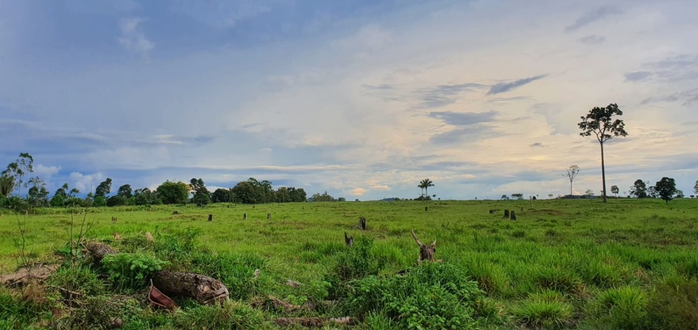 VENDE-SE FAZENDA FORMADA – 165 ALQUEIRES