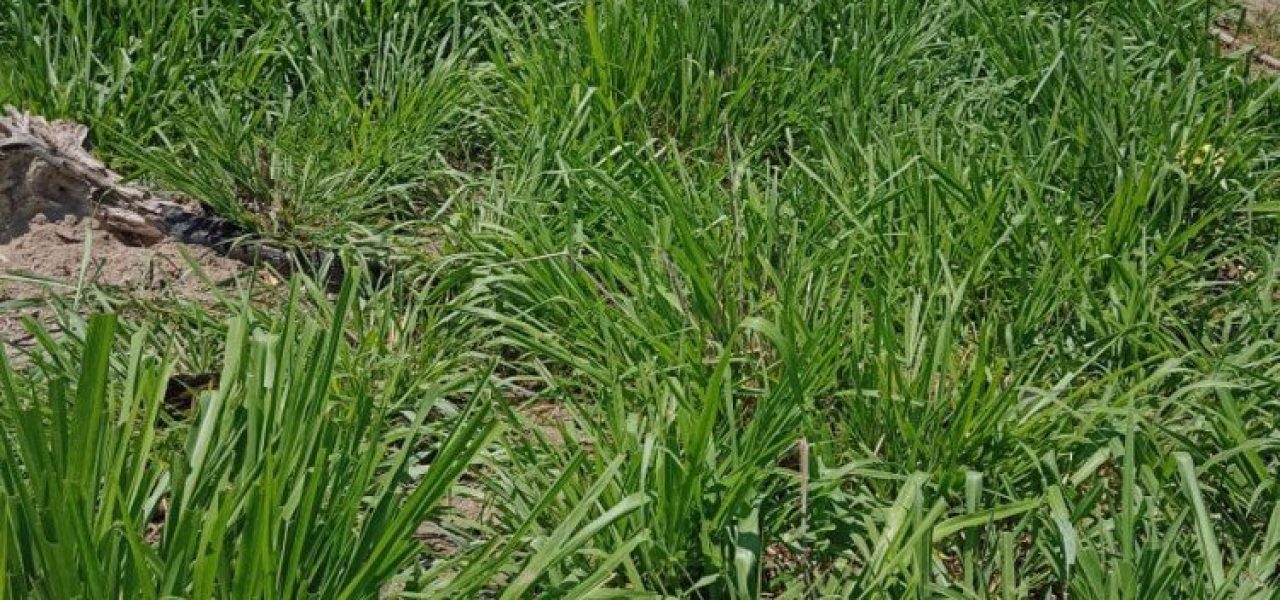 Grande Oportunidade lote abaixo do preço de mercado 45 alqueires formados